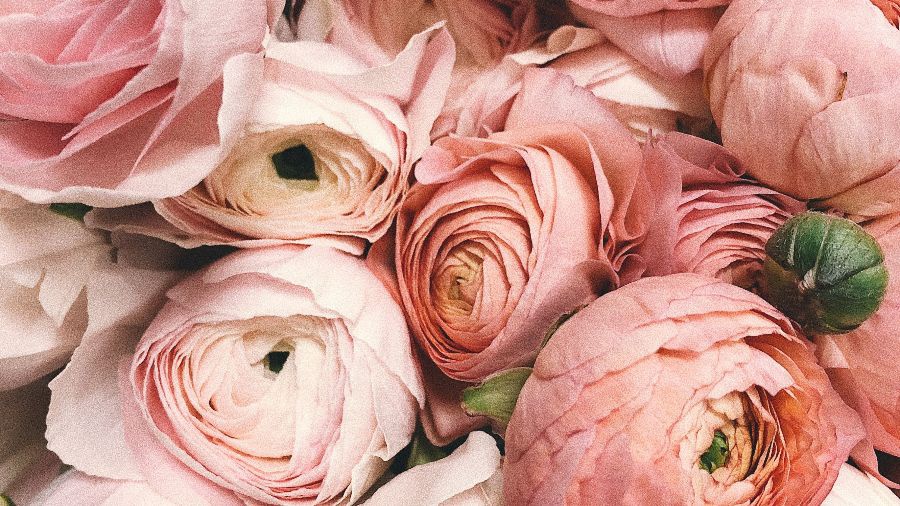 Afbeelding rozen